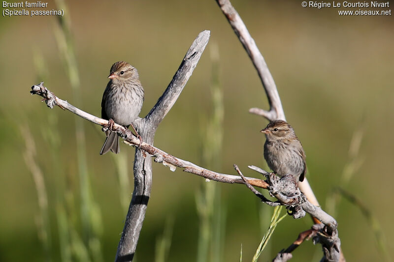 Chipping Sparrowjuvenile