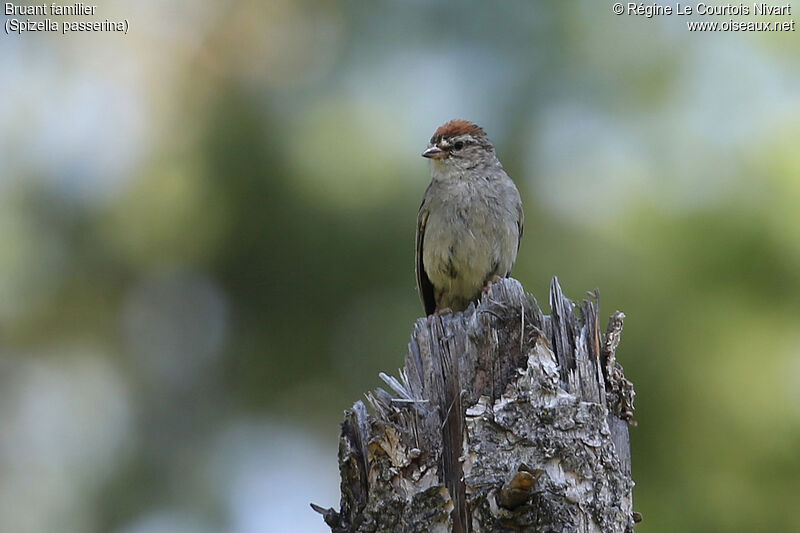 Chipping Sparrowadult