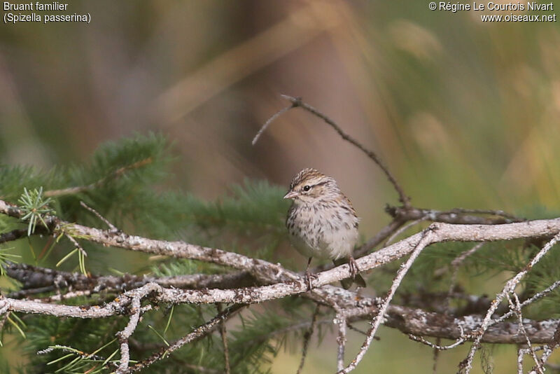 Chipping Sparrowimmature