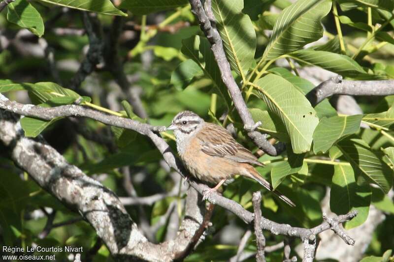 Rock Bunting female adult, identification