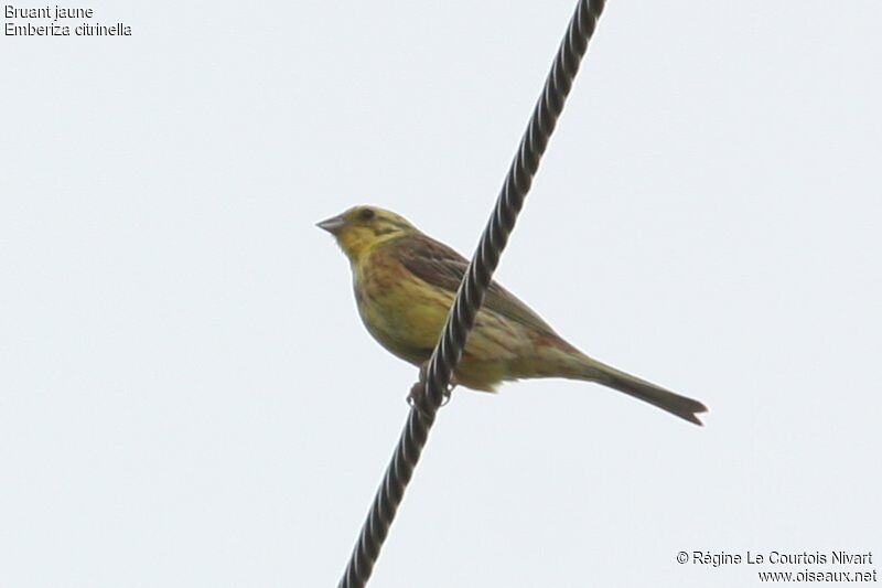 Bruant jaune mâle