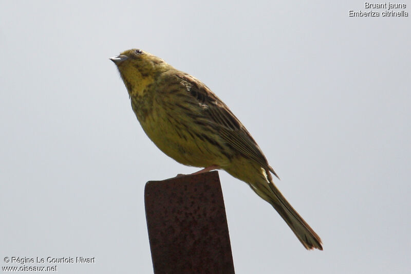 Bruant jaune