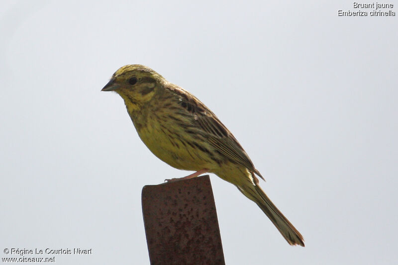 Bruant jaune