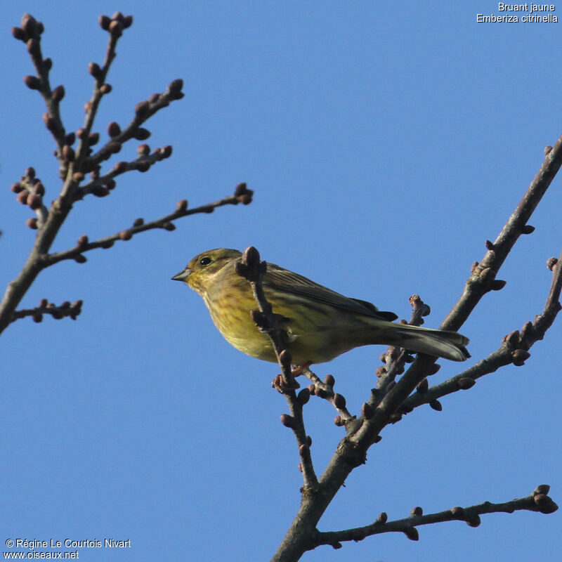 Yellowhammer