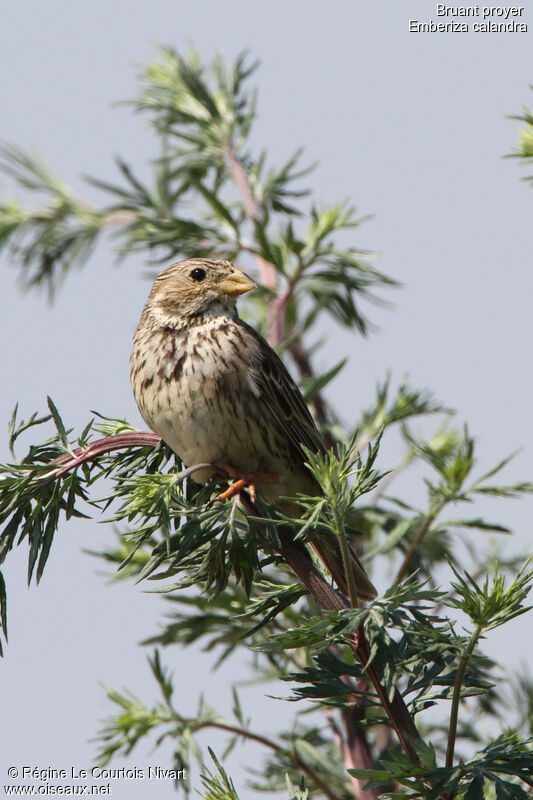 Corn Bunting, identification