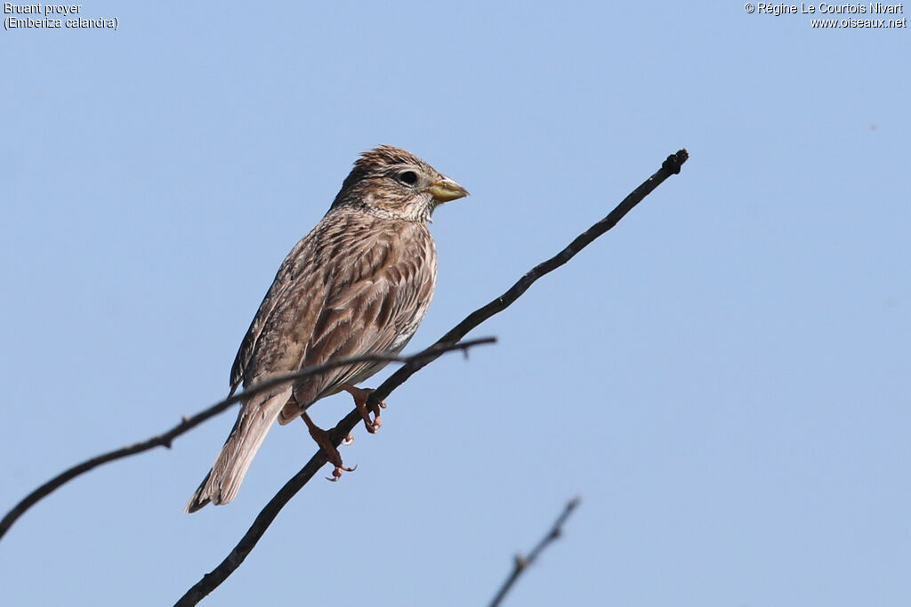 Corn Bunting