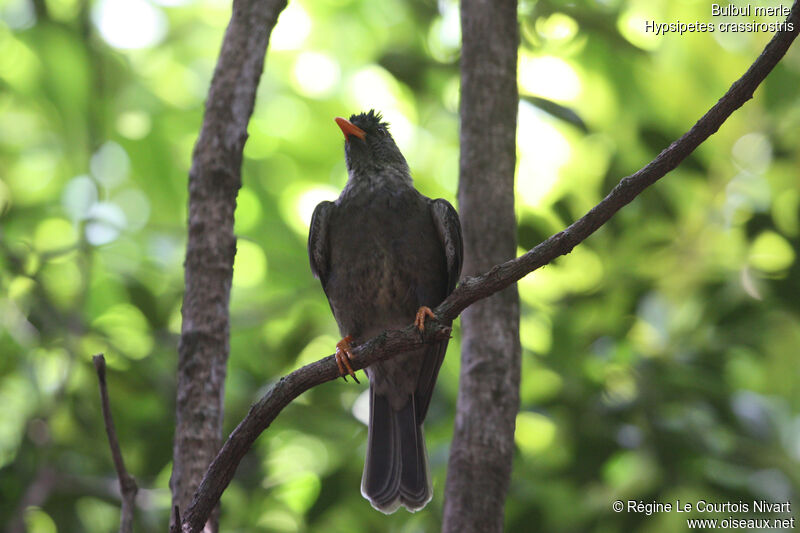 Bulbul merle