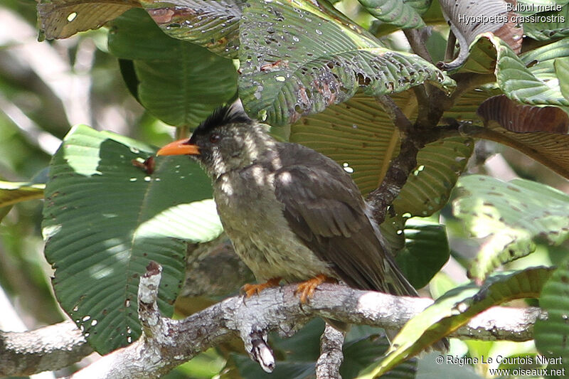 Seychelles Bulbul