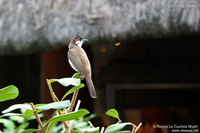 Red-whiskered Bulbul