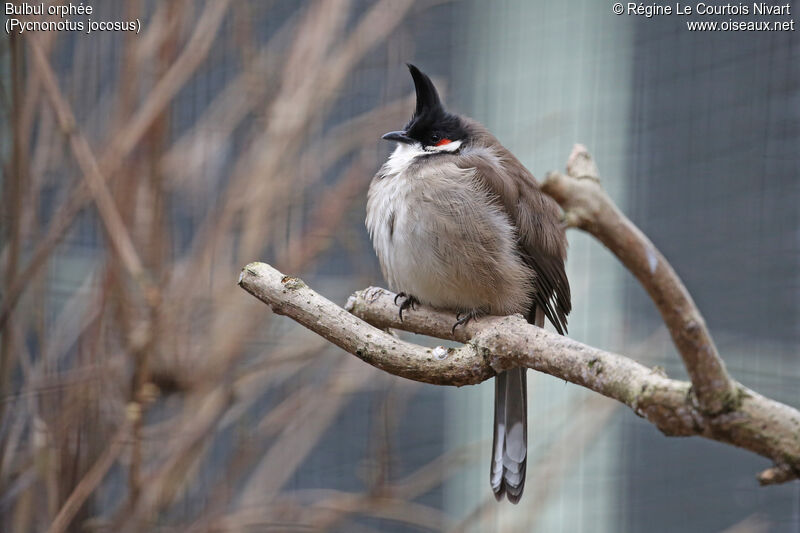 Red-whiskered Bulbul