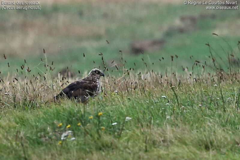 Western Marsh Harrier