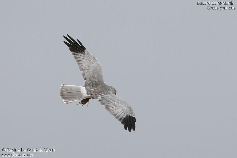 Hen Harrier male adult, feeding habits