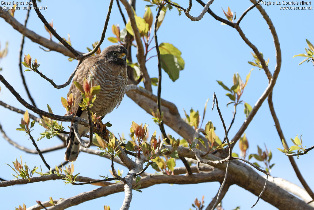 Buse à gros becadulte