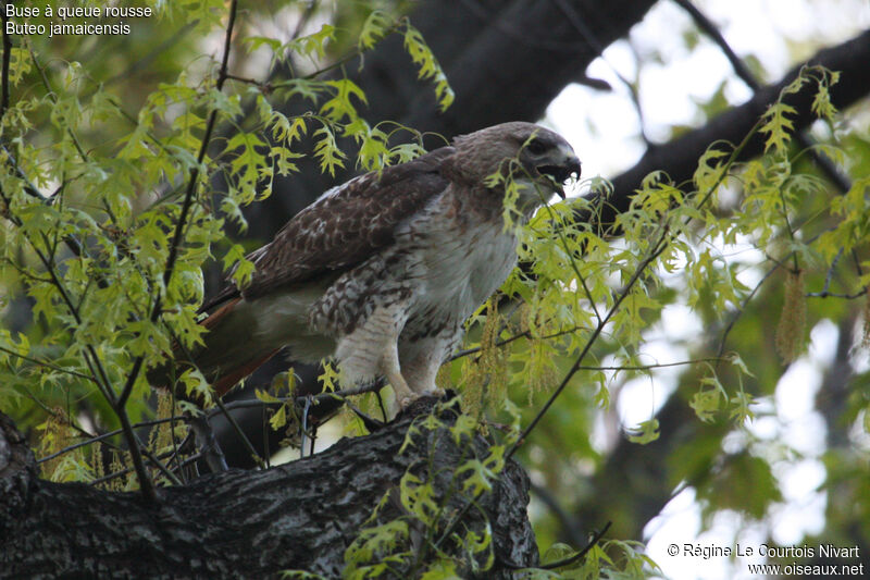 Red-tailed Hawk, feeding habits