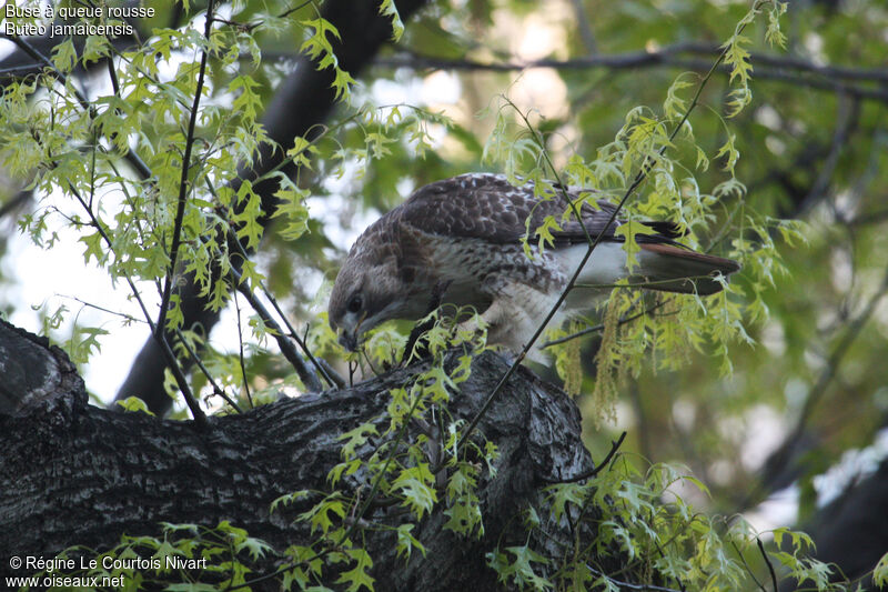 Red-tailed Hawk, feeding habits