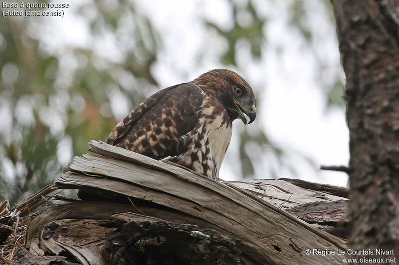 Red-tailed Hawk