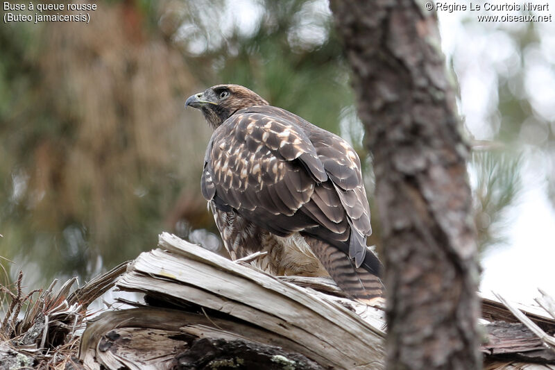 Red-tailed Hawk