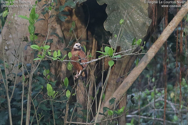 Black-collared Hawk