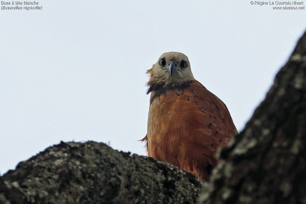 Black-collared Hawk, close-up portrait