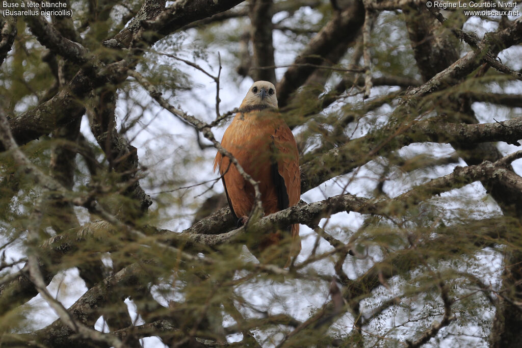 Black-collared Hawk
