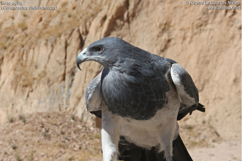 Black-chested Buzzard-Eagle