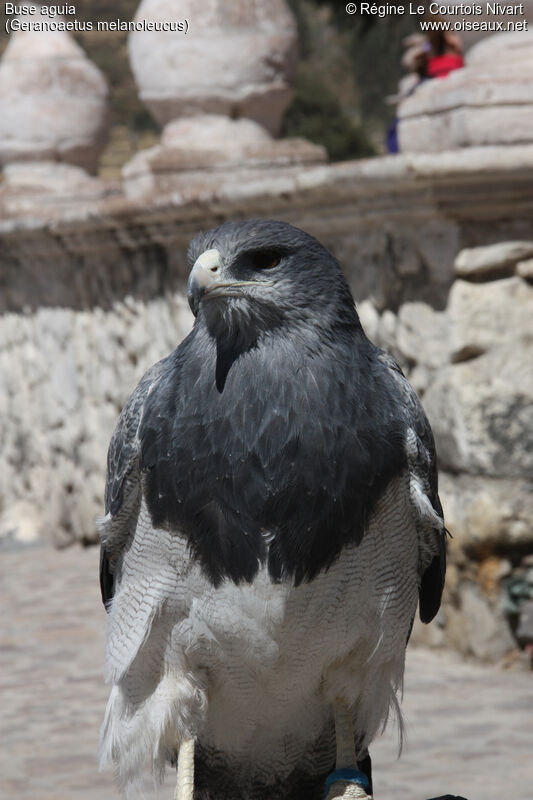 Black-chested Buzzard-Eagle