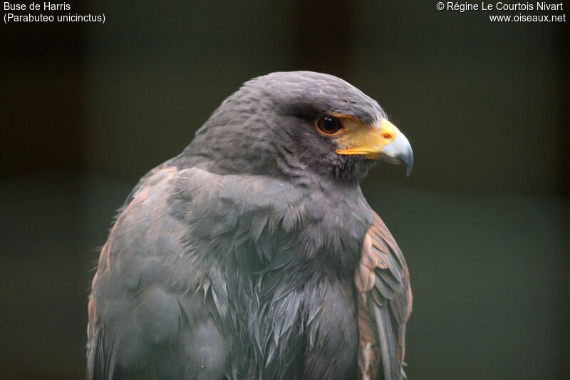 Harris's Hawk