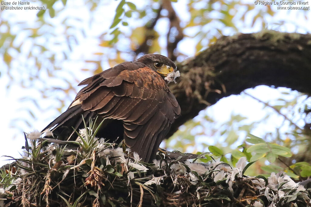 Harris's Hawkadult, feeding habits, eats