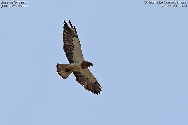 Swainson's Hawk