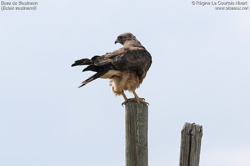 Swainson's Hawk