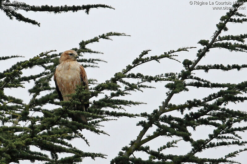 Long-legged Buzzard