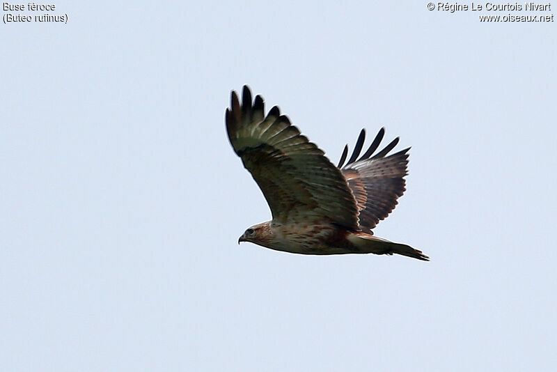 Long-legged Buzzard