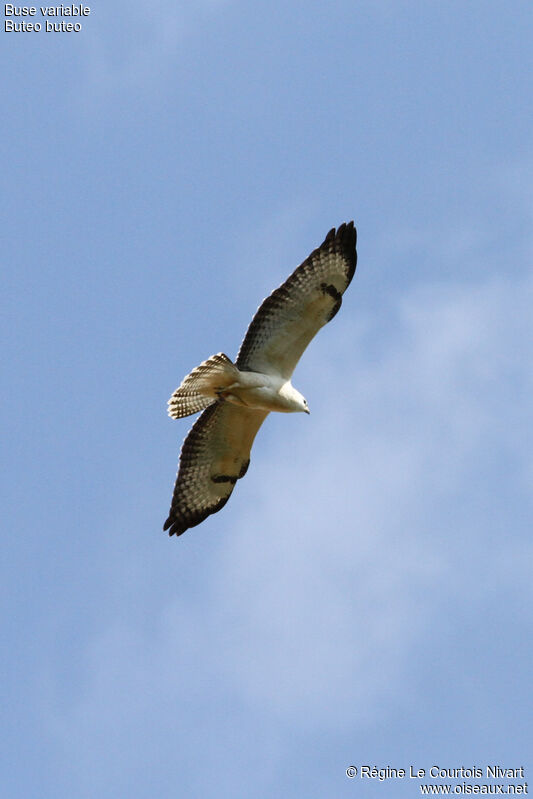 Common Buzzard, Flight