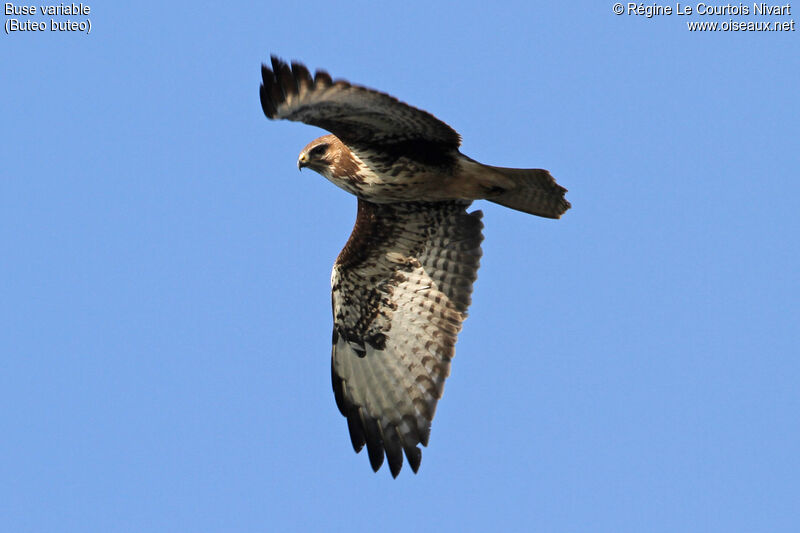 Buse variable