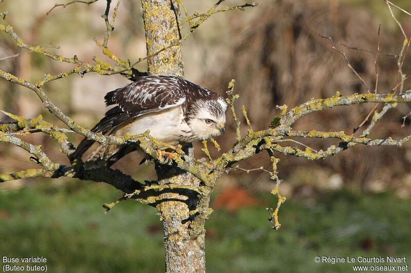 Buse variable