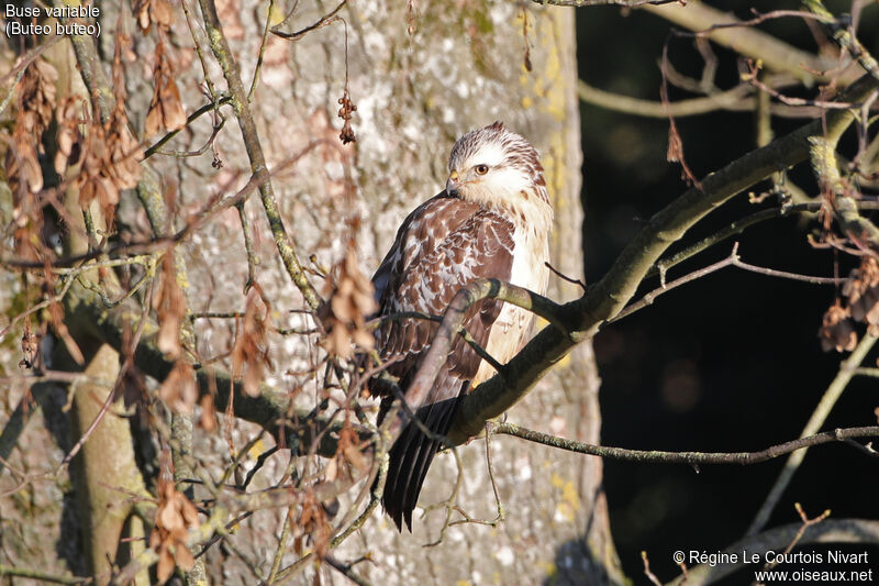 Buse variable