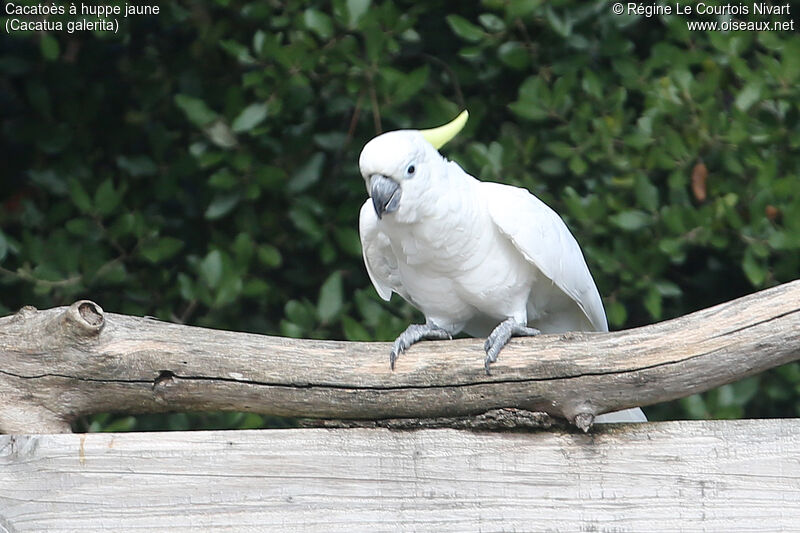 Sulphur-crested Cockatoo