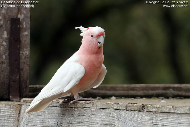 Pink Cockatoo