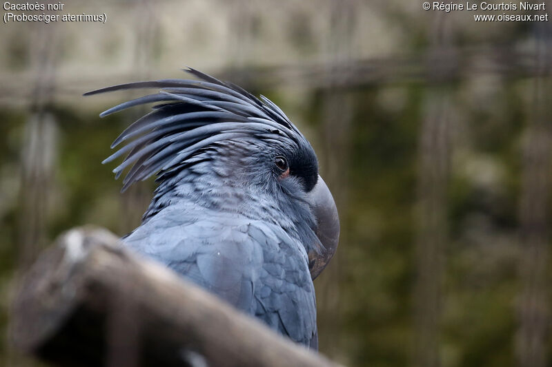 Palm Cockatoo