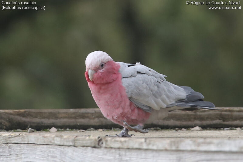 Galah