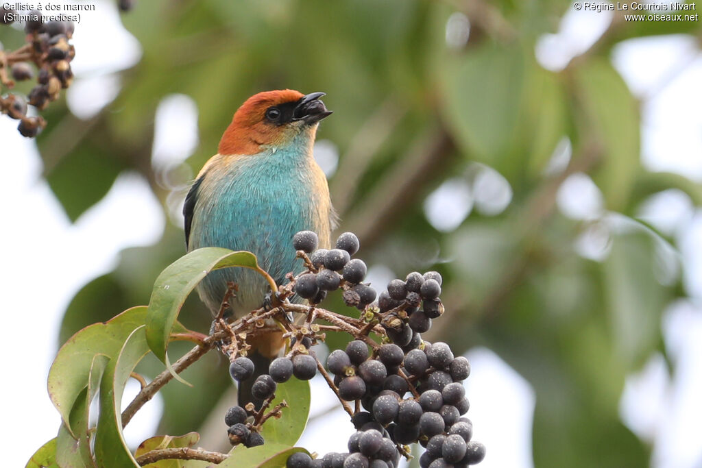 Calliste à dos marron