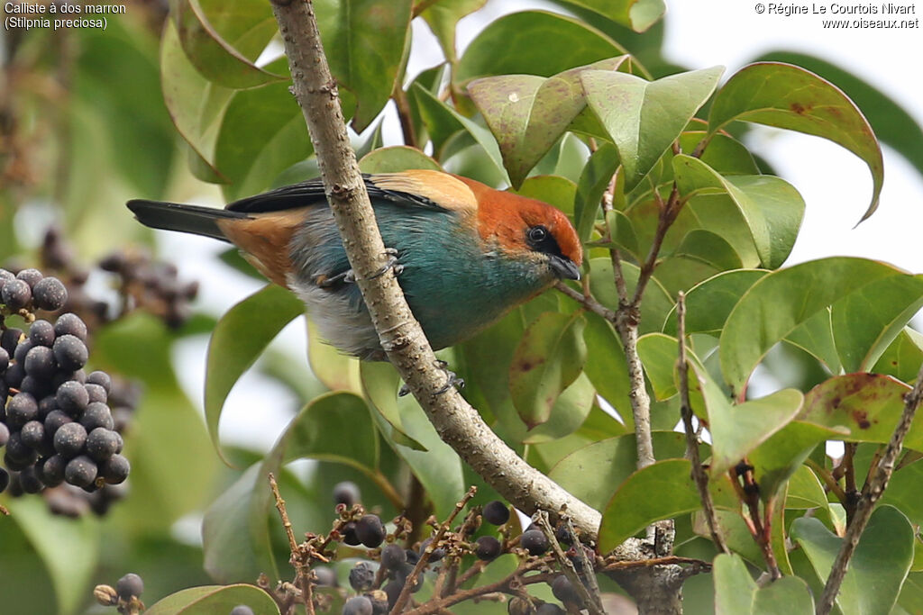 Calliste à dos marron mâle