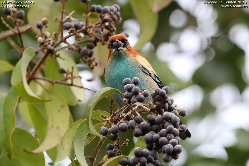 Calliste à dos marron mâle, régime, mange