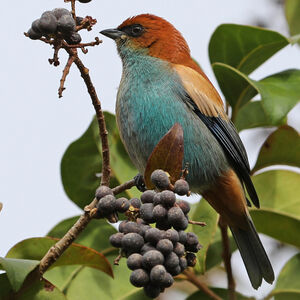 Calliste à dos marron