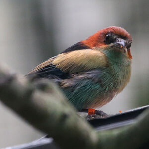 Calliste à dos noir