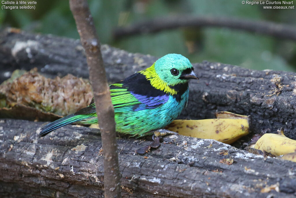 Calliste à tête verte