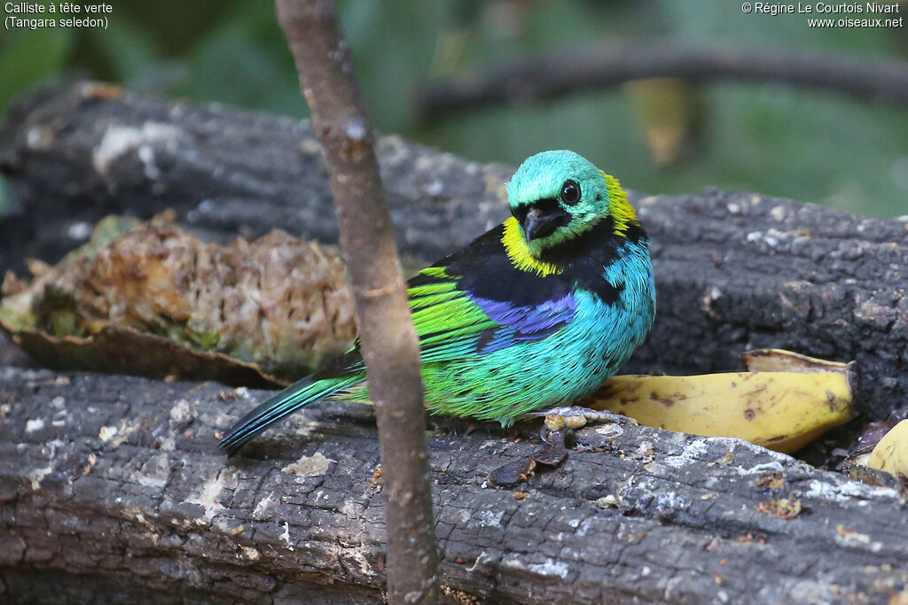 Green-headed Tanager