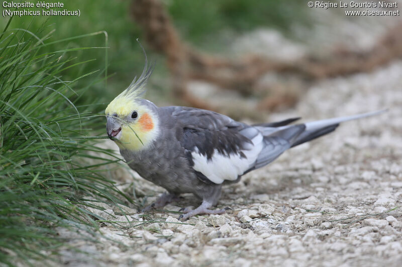 Cockatiel