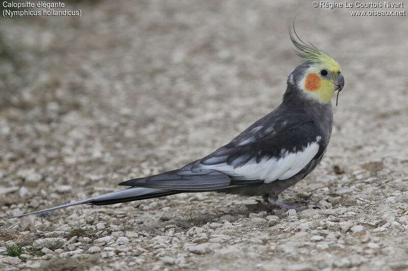 Cockatiel