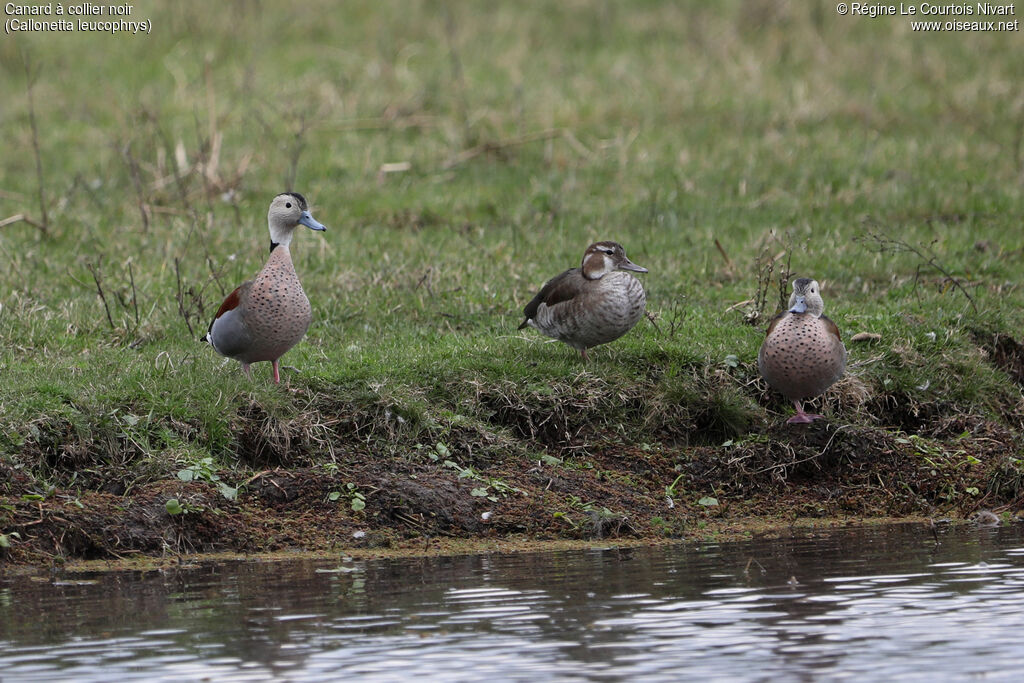 Ringed Teal